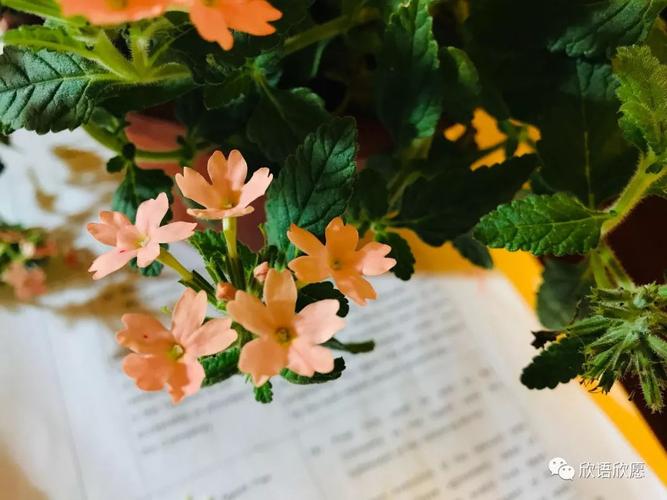 清迈实地游记:清迈悠悠,我心纠纠 ,此生绵绵,再无他求